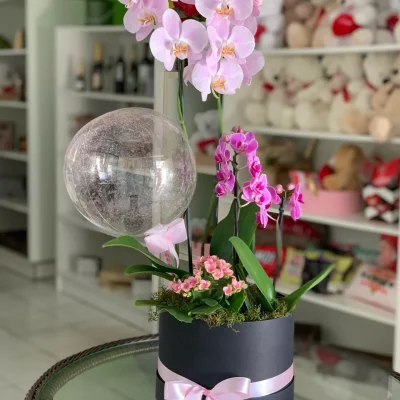 Orquídea Doce Alegria