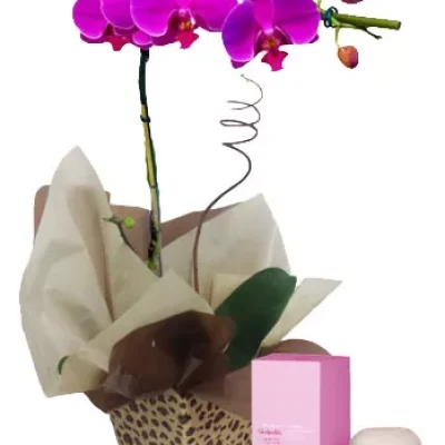Orquidea e Aromas